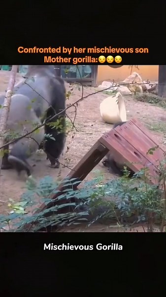 Mother Gorilla Confronted by Mischievous Son