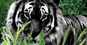 10 Amazing Color Mutations In Animals