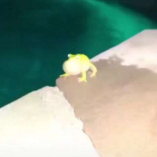 #frog#frogtok#frogsoftiktok#africanbullfrog#frogs#froggy#toad#bullfrog#dumpy#dumpyfrog#dumpytreefrog#ribbit#ribbit🍄🐸#ribbitsquad#screaming#frogss#amphibian#toad#toads#toadsoftiktok#toadtok#toadtiktok#toadlady#frogsquishmallow#happyfrog#babyfrog#tadpole#tadpoles#poisiondartfrog#dartfrog#dartfrogs#frogstack#frogparty#frogfriends#frogdrawings#frogtattoo#frogeyes