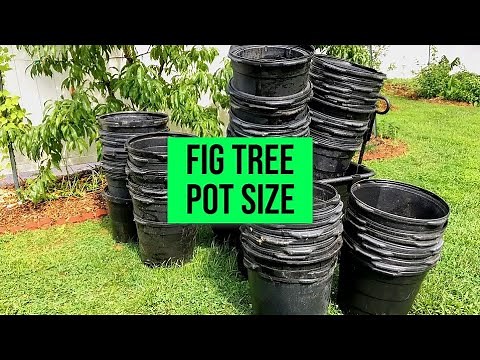 Fig Planters: Container & Pot Sizes for FIG TREES