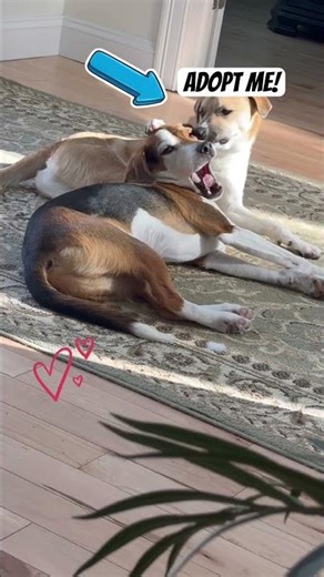 Emu is 8MO and ready for his forever home! #adoptdontshop #adoptme #dog #rescue
