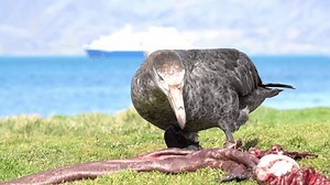 Southern Giant Petrel Feeding On Carcass Stock Footage Video (100% Royalty-free) 1102595985 | Shutterstock