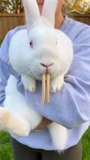 Rabbit Teeth Trimming | Take care of your rabbit #love #pet