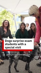 22K views · 117 reactions | These dogs are visiting students for a very special reason  | BBC Yorkshire | Facebook