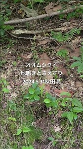 オオムシクイ地鳴きとさえずり（音声のみ、高音質）2024.5.31秋田県