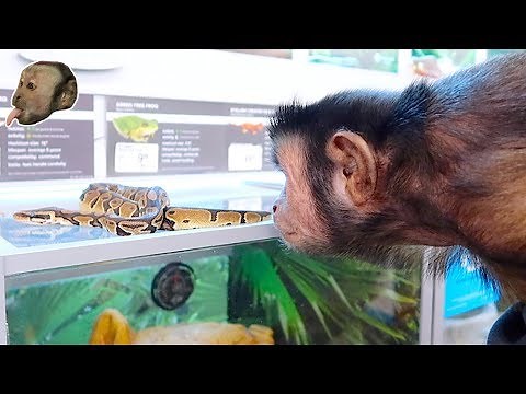 MonkeyBoo Visits PetSmart! (SNAKE ENCOUNTER)