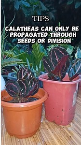 63K views · 709 reactions | Propagating Calathea "Dottie"  Calatheas can only be propagated through seeds or division/Plant propagation Mamalyn's Garden #myplants #propagating #calathea #dottie #HappyPlanting #homegardening #prayerplant #plantcaretips #plantitaph #plantmom | Mamalyn's Garden | Facebook