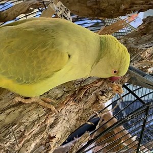 219K views · 1.4K shares | Melaleuca is another great Australian...