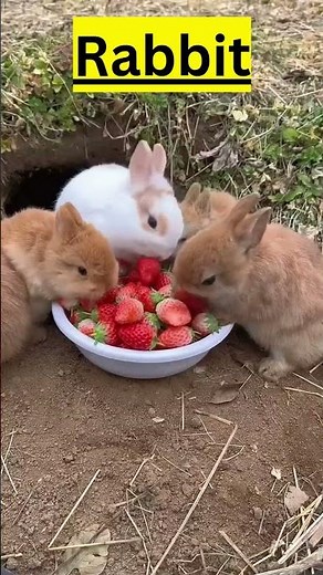What Are The Animals That Dig Holes In Your Yard #short