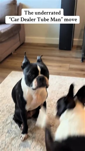 Hoodsie is a master of bugging his brother Sully, and one of hos favorite moves is the “Car Dealer Tube Man” Credit: hoodsietheboston(tiktok) ❤️DM for credit or removal / All rights®️ are reserved & belong to their respective owners . . . #bostonterrier #bostonterrierlife #bostonterriernation #bostonterriergram #bostonterrierofinstagram #bostonterrierpics #bostonterrieroverload #bostonterriermoments #bostonterrierclub #bostonterriermom #bostonterrier_feature #bostonterriersrule #bostonterriersof