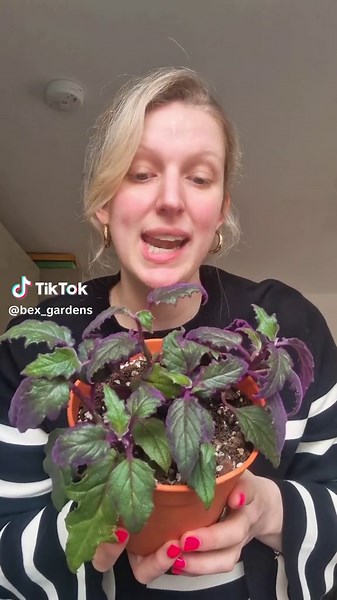 Discover the Velvet Purple Passion Plant 💜