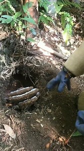 692K views · 1.8K reactions | #honey #bee #beekeeping #beekeeper #honeybee #honeycomb #trending #fbreels #viralvideo #fyp #foryou | Lovely BEE | Facebook