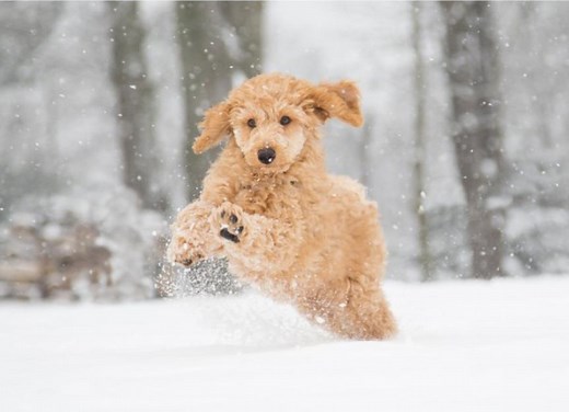 Do Fleas Die in the Winter?