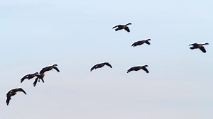 The emergency plane landing on the Hudson River highlighted a growing problem: bird strikes. Tonight at 9 on Bird vs. Plane: Miracle on the Hudson, follow a team of forensic ornithologists as they work to make the skies safe for humans and animals alike. http://bit.ly/2BUzgdk | Smithsonian Channel