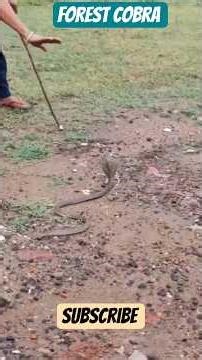 Angry Cobra Snake Rescue 😱 | Very Dangerous Cobra Saved Alive | #snake #shorts #cobra #trending