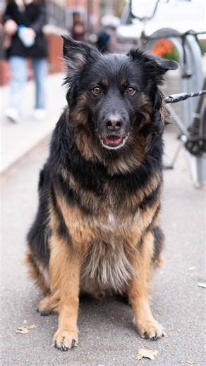 The Dogist on Instagram: "Rosco, German Shepherd Mix (8 y/o), N 9th & Berry St., Brooklyn, NY • “I got him off Craigslist in college. He’s super lazy unless there’s food. He doesn’t play fetch, doesn’t play with toys. We’ve lived in different places together – North Carolina, Austin, TX, and now here. He’s just always by my side. One of my roommates had a dog (in college) as well, so I wouldn’t say we were the most responsible owners, but it was fun to have two little puppies playing together. I