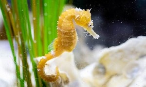 Lined Seahorse