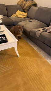 1.5M views · 45K reactions | Angry Floppa | Pumba Caracal | Facebook