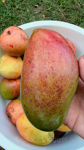 5.9K views · 89 reactions | Mango Fruit with Bagoong #yummy #mango #fruit #bagoong #fruits #fruitlover❤️ | Explorer Vlogger | Facebook
