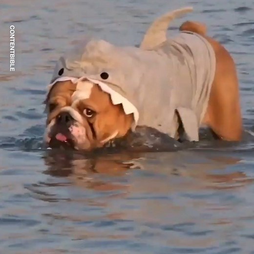 150M views · 207K reactions | This is exactly why I'm a dog person...  | LADbible | Facebook