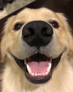 25K views · 1.8K reactions | Random Animals on Reels | Facebook