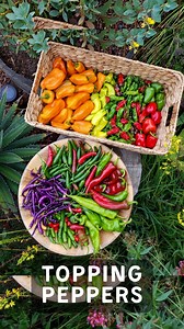 🌶️ To top or not to top?❓We’ve done multiple side-by-side experiments over the years, and topping smaller chili pepper varieties when the seedlings are still young definitely makes them grow FAR more bushy - and produce larger yields! Yet we usually avoid topping bell peppers because it can potentially have a negative impact or stunt them more easily. Plus, we’ve found some bell pepper plants often top themselves! For medium size peppers (poblanos, banana peppers, etc) you can go either way, th