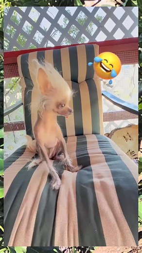 Inhloboni yenja le?😆🤭 | Mma Zama