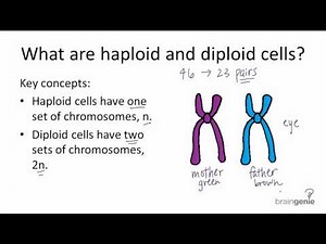 5.2.1 Haploid v. Diploid