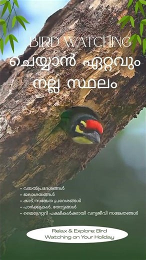 Best Places for Bird Watching | Fields, Wetlands, Forests & Parks