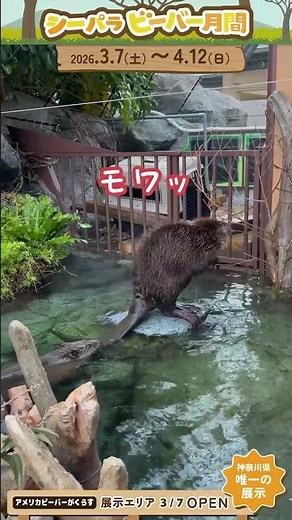 シーパラ ビーバーチャンネル～とっておき映像TOP3～#横浜八景島シーパラダイス #八景島 #シーパラ#アクアミュージアム #アメリカビーバー #ビーバー #シーパラビーバー月間 #レッサーパンダ
