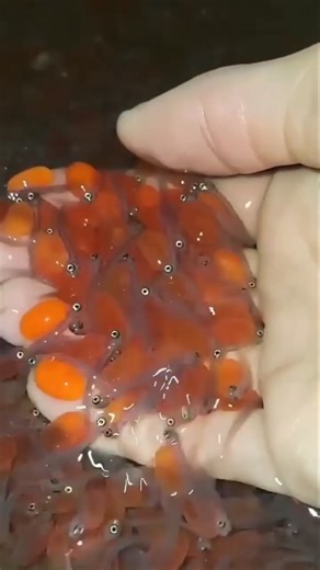 Artificial Fish Breeding