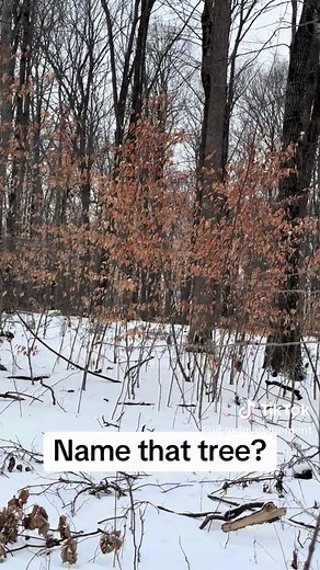 Identifying Beech Trees by Bark and Leaves