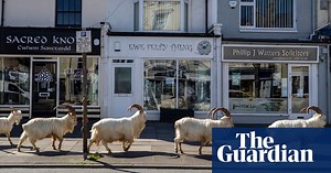 Llandudno marauders: the herd of goats running riot through a Welsh town