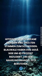 Die einst mächtigen Gesänge der Blauwale verstummen, während marine Hitzewellen weltweit zunehmen. Untersuchungen vor den Küsten Kaliforniens und Neuseelands zeigen, dass diese Riesen während extremer Erwärmungsphasen der Ozeane fast 40 Prozent weniger singen. Dieses Schweigen ist die Folge von Hunger: Wenn steigende Temperaturen die Krillbestände verringern, müssen die Wale ihre Energie in die Nahrungssuche statt in Gesänge stecken. Ohne genügend Nahrung wird selbst Kommunikation zur Belastung.