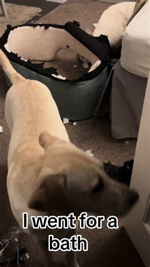 Can’t turn back #destroyer #labsoftiktok #labradorretriever #naughtydog #terrorted