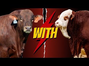 "Crossbreeding Beefmaster with Hereford: The Ultimate Cattle Combination for High Performance "