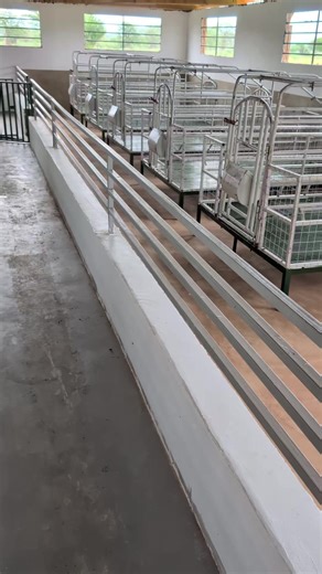 farrowing room setup in progress #LuaFarms LuaPorcine