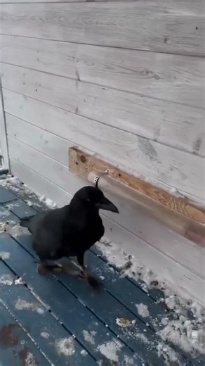 Crow vs. Physics: Who Wins? 🏆#didyouknow#shortvideo