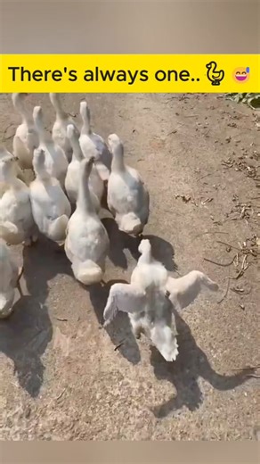 David Wolfe on Reels