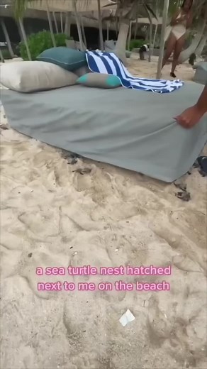 babyblissbuzz on TikTok