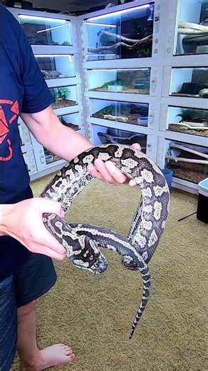 Old School Jungle Carpet Python #snake #python #reptiles