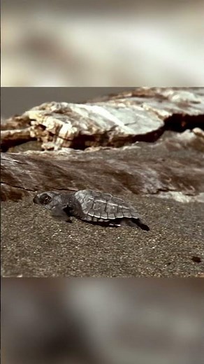Baby Sea Turtles on the Move! 🐢 | Animal LOL | ‪@natgeokids‬