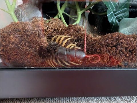 7 Minutes of Victor Van Dort