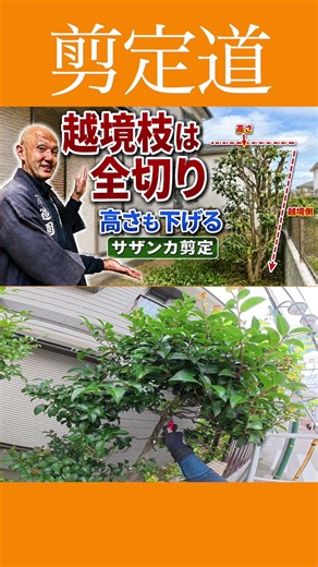 Prevent Neighbor Troubles... [Sasanqua Camellia Pruning] Let's Fix Overhanging Branches and Lower...