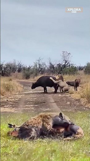 Savage Safari Showdown: Hyena Feasts While Lions Battle a Buffalo