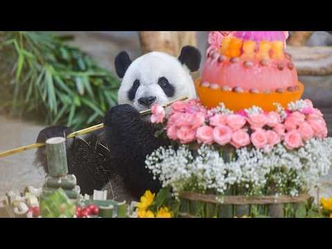 Live: Seize the day with panda brothers at Hainan Tropical Wildlife Park – Ep. 2