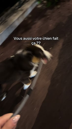 Conseils pour les balades avec un berger australien