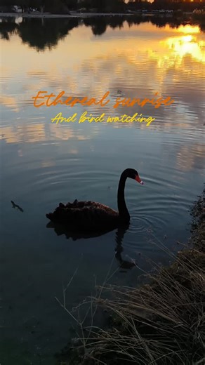 Vidula Akant Pathak on Instagram: "A place where time slows down and nature takes over. 🦩🦆☀️🌿 If you love bird watching or just need a peaceful escape from the city, this hidden gem is everything. 📍 Flamingo lake, Al Qudra, Dubai [Flamingo Lake, Dubai, Al Qudra, Calm, Nature, Slow Mornings, Escape from City] #DubaiHiddenGems #flamingo #MorningInDubai #SlowLiving #BirdWatching"