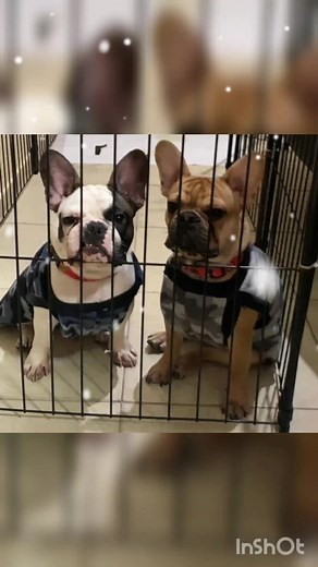 TWO BULLDOGS no TikTok