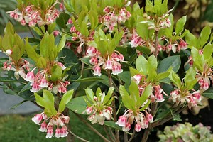 Overview of the Pieris Shrubs | LoveToKnow
